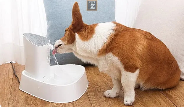Pet dog water dispenser cat water dispenser